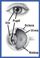 Eye Care Services - Rosenblum Eye Centers - Ophthalmic Physicians and ...